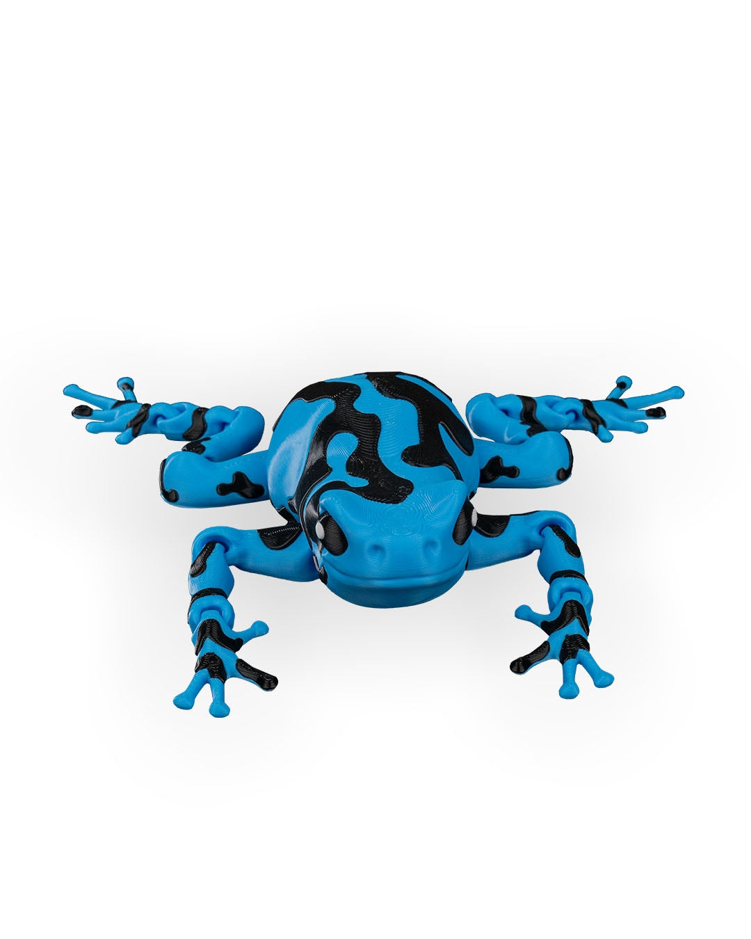 Darcy, la grenouille venimeuse