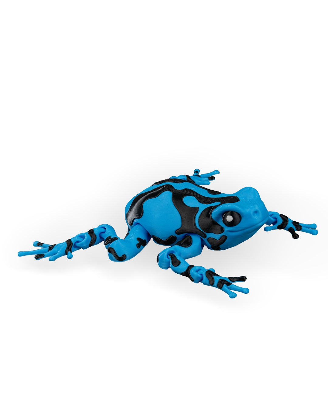 Darcy, la grenouille venimeuse