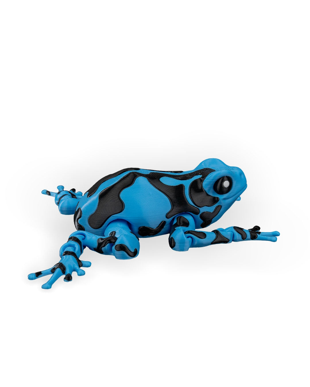 Darcy, la grenouille venimeuse
