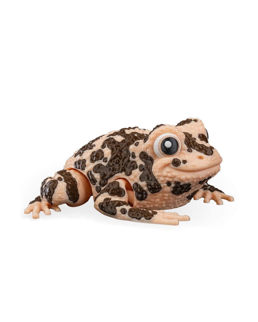 Grace, the American Ground Frog