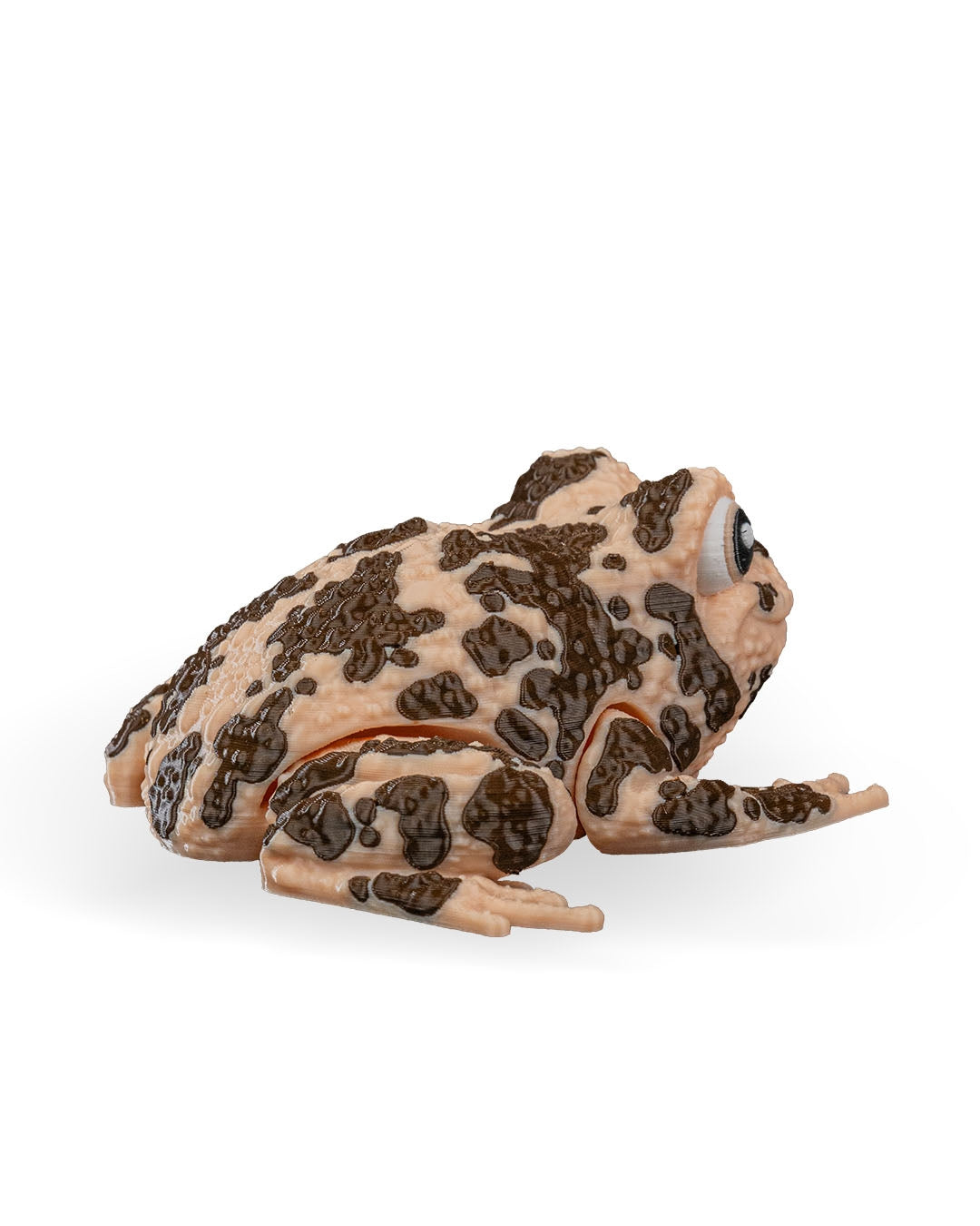 Grace, the American Ground Frog