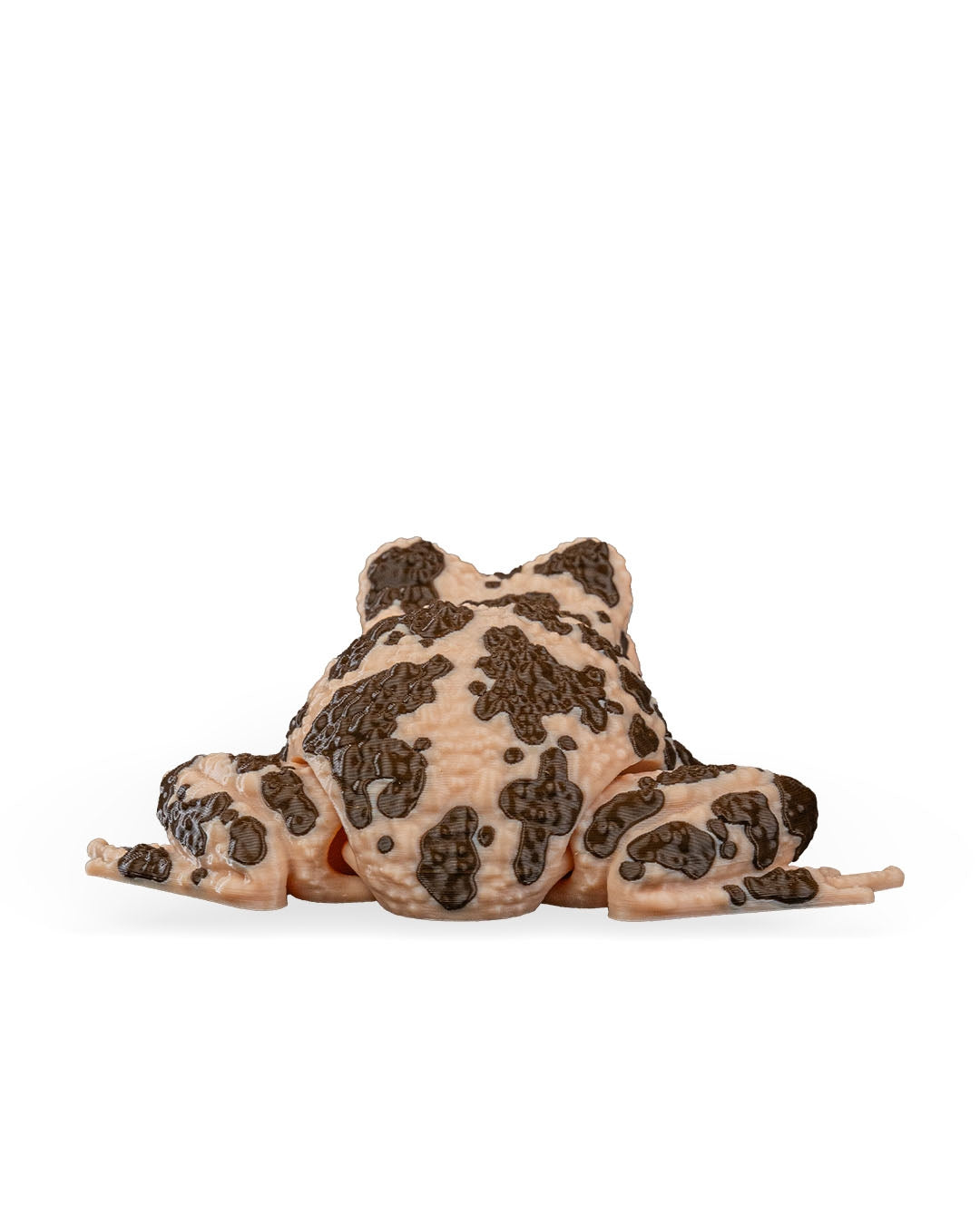 Grace, the American Ground Frog