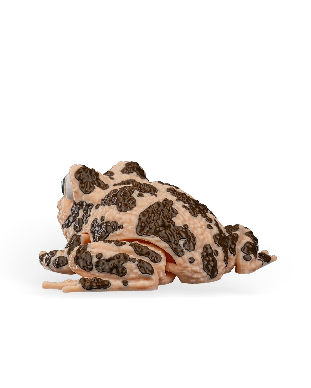 Grace, the American Ground Frog