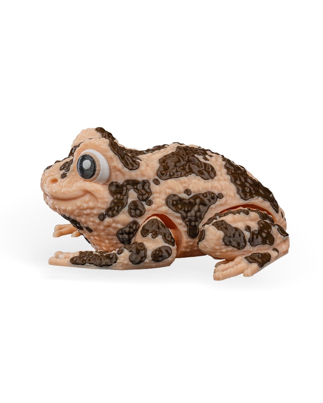 Grace, the American Ground Frog